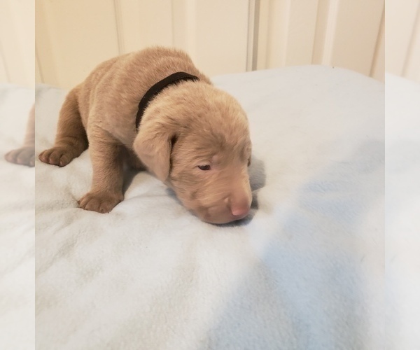 Medium Photo #1 Labrador Retriever Puppy For Sale in DIETERICH, IL, USA