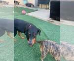 Small #8 Doberman Pinscher