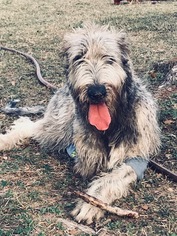 Irish Wolfhound Dogs for adoption in AUSTIN, TX, USA