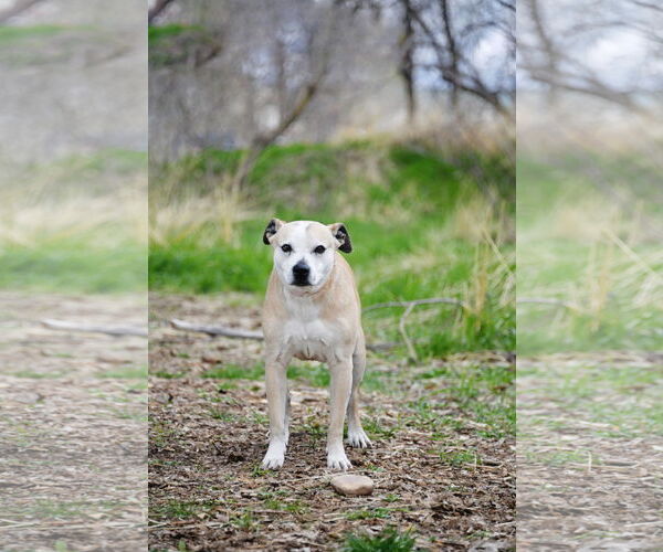 Medium Photo #5 American Pit Bull Terrier-Unknown Mix Puppy For Sale in Sandy, UT, USA