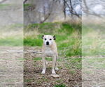 Small #4 American Pit Bull Terrier Mix