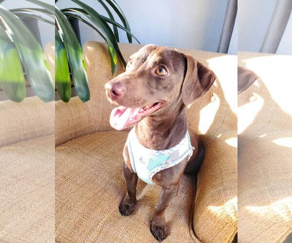 Medium Photo #7 Dachshund-Unknown Mix Puppy For Sale in Minneapolis, MN, USA