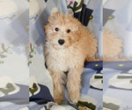 Small Photo #8 Goldendoodle (Miniature) Puppy For Sale in MILWAUKEE, WI, USA