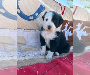 Border Collie Puppy for sale in KEENESBURG, CO, USA