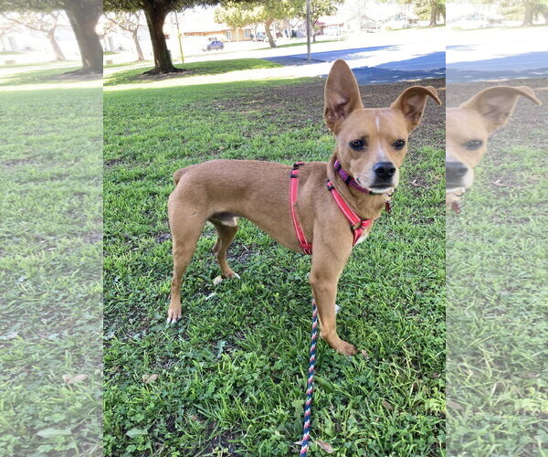 Medium Photo #2 Chihuahua-German Pinscher Mix Puppy For Sale in San Diego, CA, USA