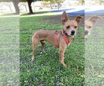 Small #1 Chihuahua-German Pinscher Mix