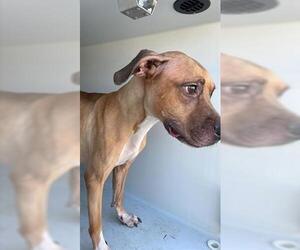 American Pit Bull Terrier Dogs for adoption in Houston, TX, USA
