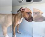 Small American Pit Bull Terrier