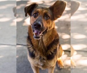 German Shepherd Dog-Unknown Mix Dogs for adoption in Incline Village, NV, USA