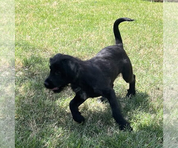 Medium Photo #14 Mutt Puppy For Sale in Fort Worth, TX, USA