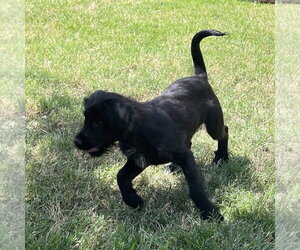 Jesse - Male Mutt Dog for Adoption - Photo #14