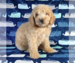Small Photo #17 Goldendoodle Puppy For Sale in PAULINE, SC, USA