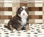 Image preview for Ad Listing. Nickname: Bingo