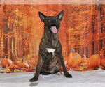 Small American Pit Bull Terrier Mix