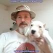 Small Photo #114 Dogo Argentino Puppy For Sale in PINEVILLE, MO, USA