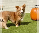 Small #3 Pembroke Welsh Corgi Mix