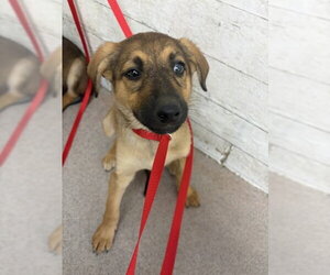 German Shepherd Dog Dogs for adoption in San Bernardino, CA, USA