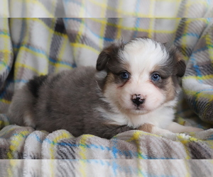 Australian Shepherd Puppy for sale in SHILOH, OH, USA