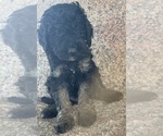 Small #17 Poodle (Miniature)-Poodle (Standard) Mix