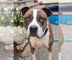 Small American Pit Bull Terrier Mix