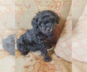 Poodle (Toy) Puppy for sale in Lexington, NC, USA