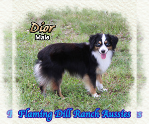 Miniature Australian Shepherd Puppy for sale in FORESTBURG, TX, USA