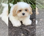 Small #2 Shih Tzu