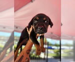 Small Mutt