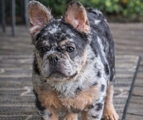 Medium Photo #1 French Bulldog Puppy For Sale in SPENCER, WV, USA