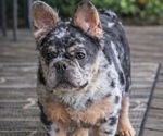 Small Photo #1 French Bulldog Puppy For Sale in SPENCER, WV, USA