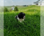 Small #4 Cavapoo