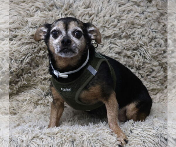 Medium Photo #4 Chipin Puppy For Sale in Princeton, MN, USA
