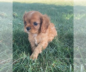 Medium Cavalier King Charles Spaniel
