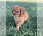 Puppy Daisy Cavalier King Charles Spaniel