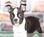 Small Photo #2 Boston Terrier Puppy For Sale in BEL AIR, MD, USA