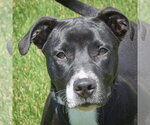 Small #3 American Staffordshire Terrier-Labrador Retriever Mix