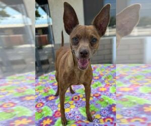 Chihuahua-Unknown Mix Dogs for adoption in La Verne, CA, USA