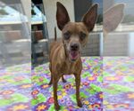 Small Chihuahua Mix