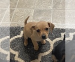 Puppy 4 Beagle-Chiweenie Mix