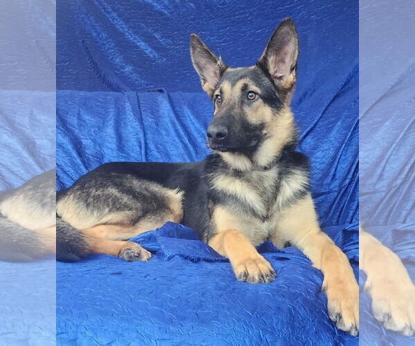 Medium Photo #2 German Shepherd Dog Puppy For Sale in Cuba, NY, USA