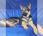 Small #1 German Shepherd Dog