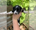Small Photo #3 Aussiedoodle Miniature  Puppy For Sale in UNIONVILLE, IA, USA