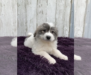 Great Pyrenees Puppy for sale in BENTON, IL, USA