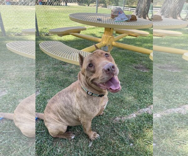 Medium Photo #4 American Pit Bull Terrier-Unknown Mix Puppy For Sale in  Ramona, CA, USA