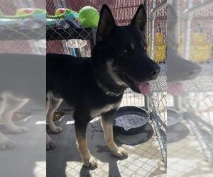 Akita-German Shepherd Dog Mix Dogs for adoption in Redlands, CA, USA