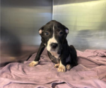 Small #2 Mutt