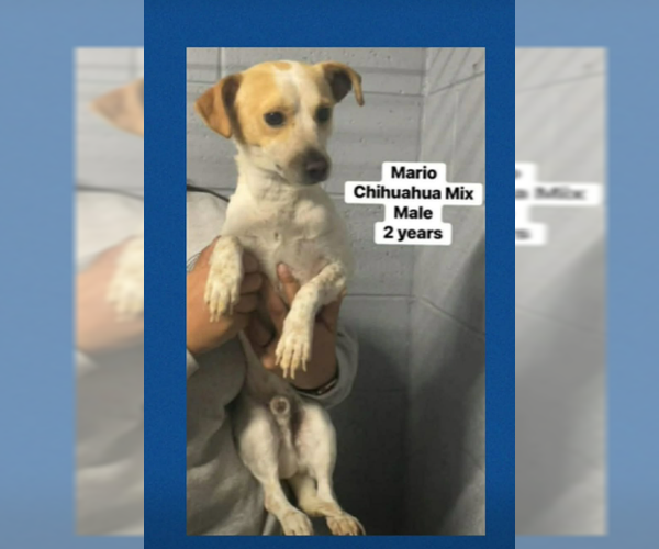 Medium Photo #2 Chihuahua-Unknown Mix Puppy For Sale in Cranston, RI, USA