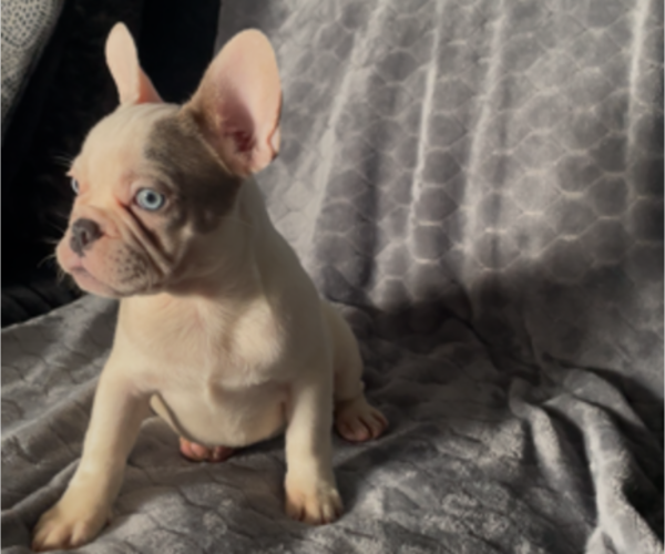 Medium Photo #8 French Bulldog Puppy For Sale in ANTIOCH, CA, USA