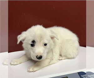 Australian Shepherd-Unknown Mix Dogs for adoption in Lakewood, CO, USA
