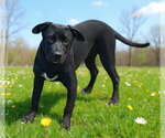 Small #1 Labrador Retriever Mix